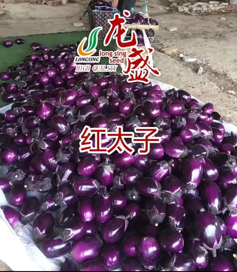 龙盛红太子茄子种子一代杂交早熟果肉白色紫红圆茄种子蔬