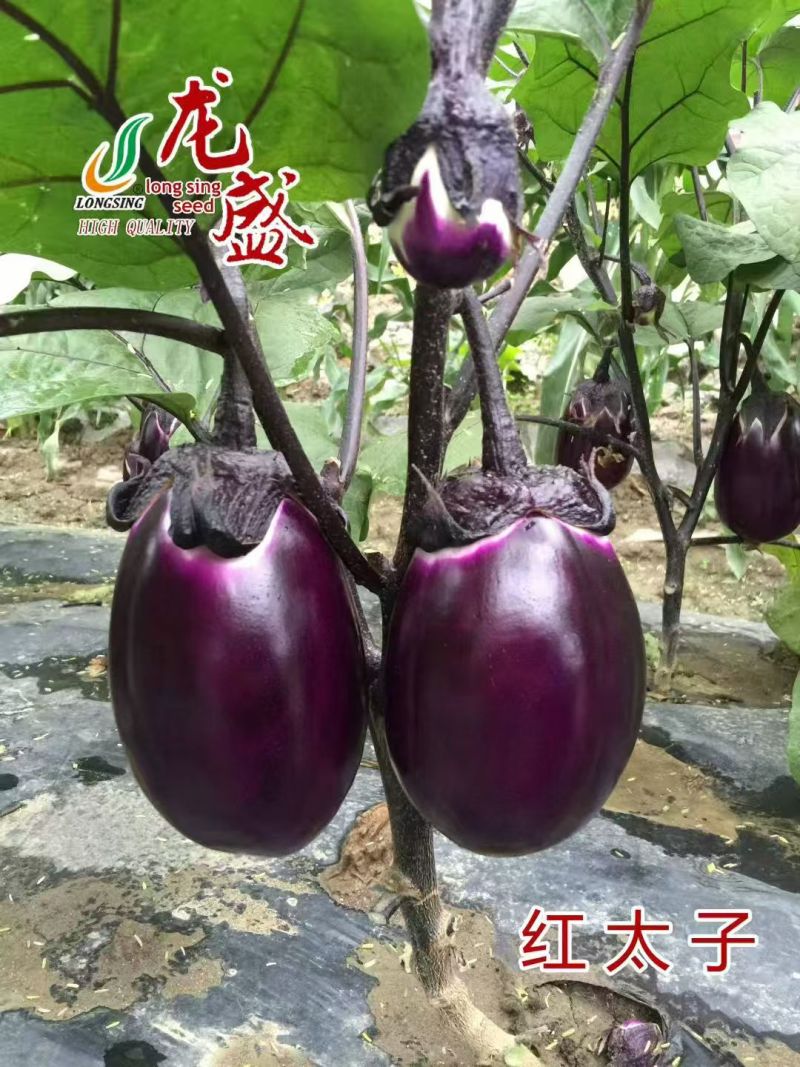 龙盛红太子茄子种子一代杂交早熟果肉白色紫红圆茄种子蔬
