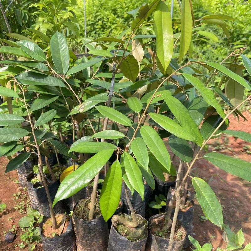 猫山王榴莲树苗泰国金枕，黑刺，嫁接苗，品质保证