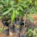 猫山王榴莲树苗泰国金枕，黑刺，嫁接苗，品质保证