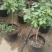 树桩月季特大花多色棒棒糖树状型庭院植物四季开花玫瑰花树苗