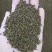 新采骆驼刺种子防沙固土沙漠地被植物绿化护坡