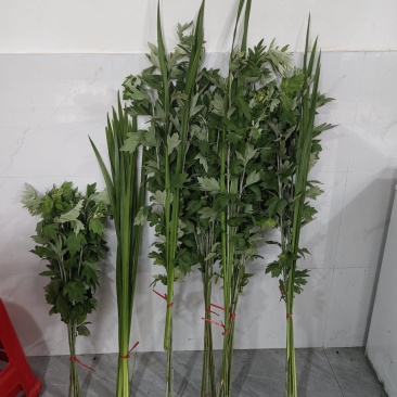 【推荐】鲜艾草/产地直发/一手货源/视频看货/端午供应