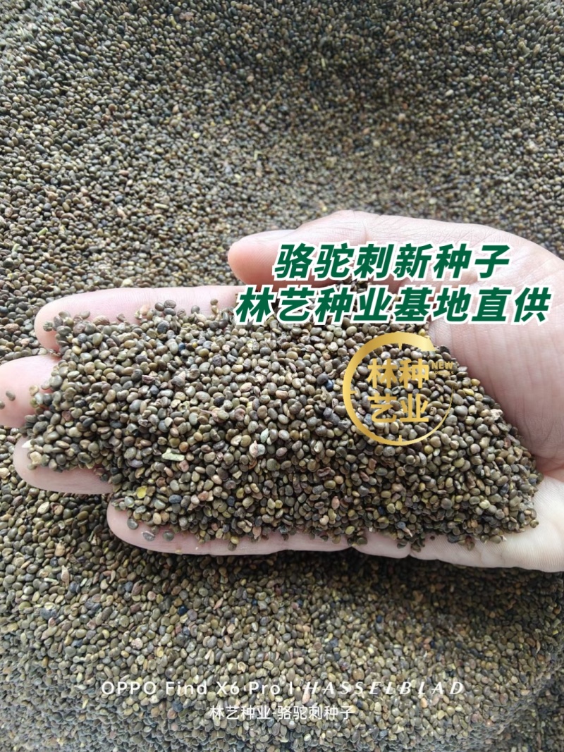 新采骆驼刺种子防沙固土沙漠地被植物绿化护坡