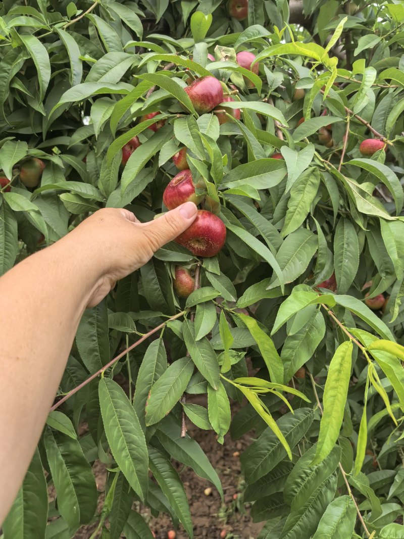 河北邢台威县明月油蟠产地直供，量大从优，一条龙服务，
