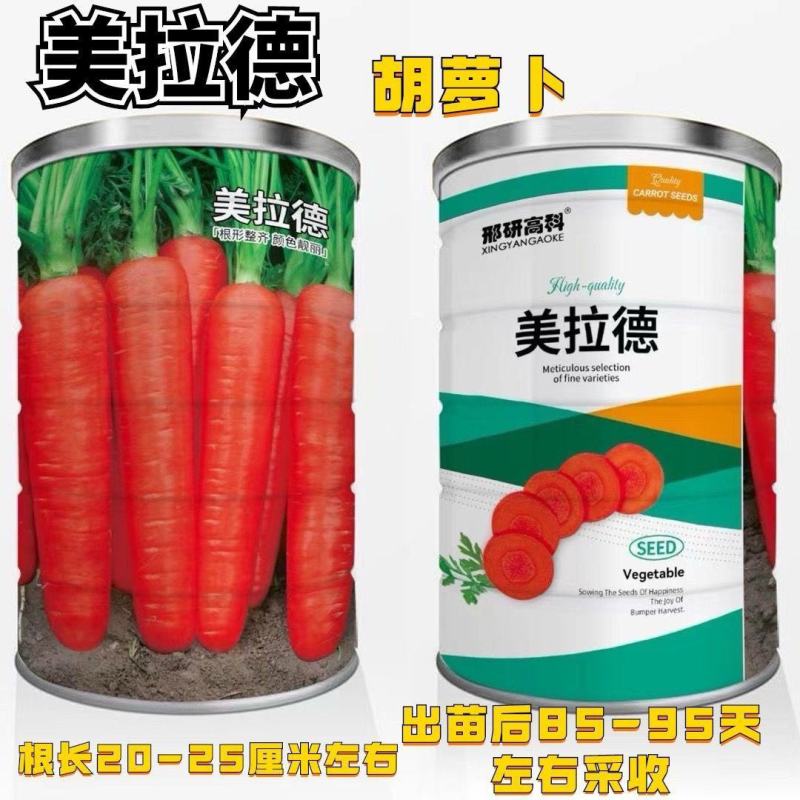 美拉德胡萝卜速生长高产圆锥型胡萝卜大田基地种植抗病胡萝卜