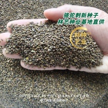 新采骆驼刺种子防沙固土沙漠地被植物绿化护坡