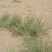新采骆驼刺种子防沙固土沙漠地被植物绿化护坡