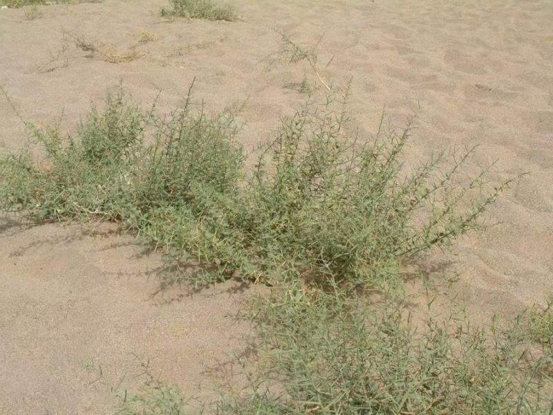 新采骆驼刺种子防沙固土沙漠地被植物绿化护坡