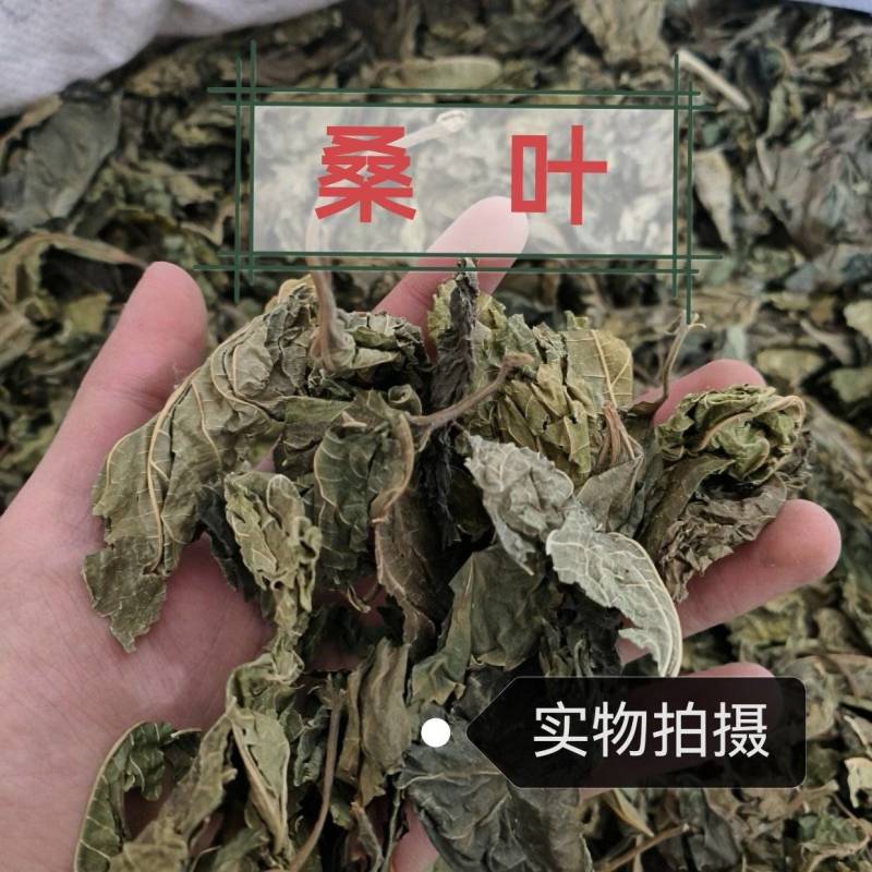 桑叶中药材正品桑叶霜桑叶品质保证干净无硫