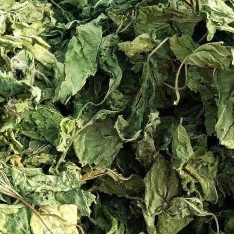 桑叶中药材正品桑叶霜桑叶品质保证干净无硫