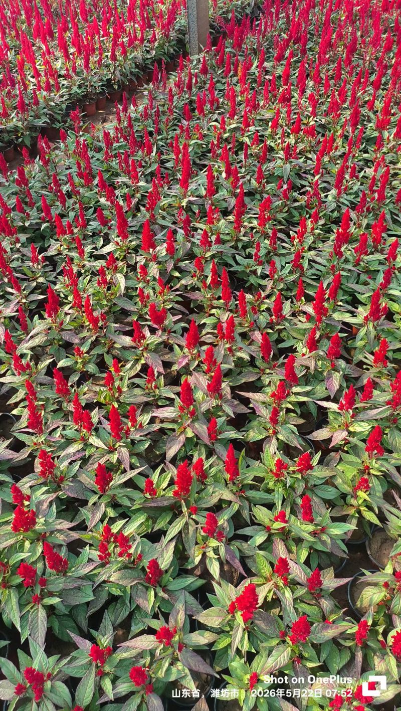 100万一串红基地直发，时令草花，绿化花卉租摆