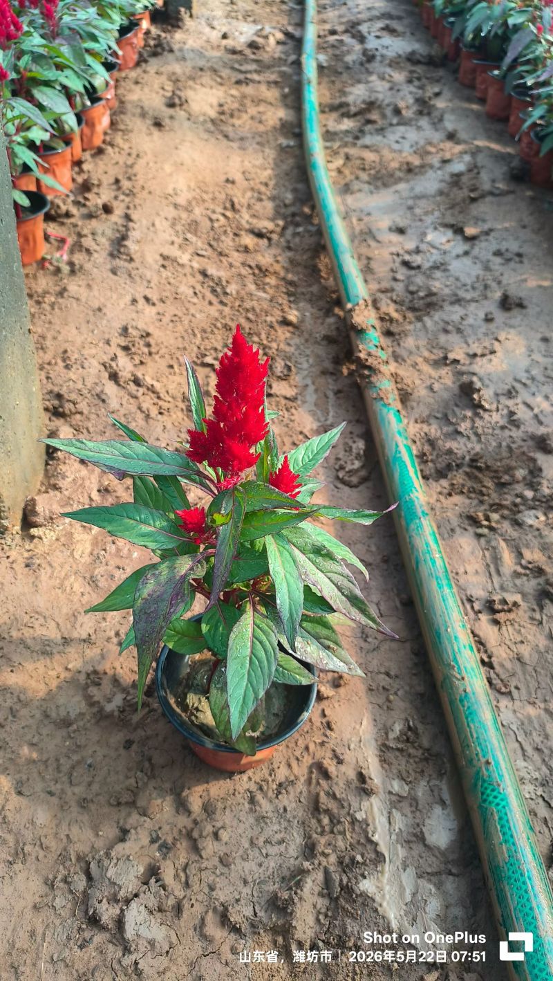 100万一串红基地直发，时令草花，绿化花卉租摆