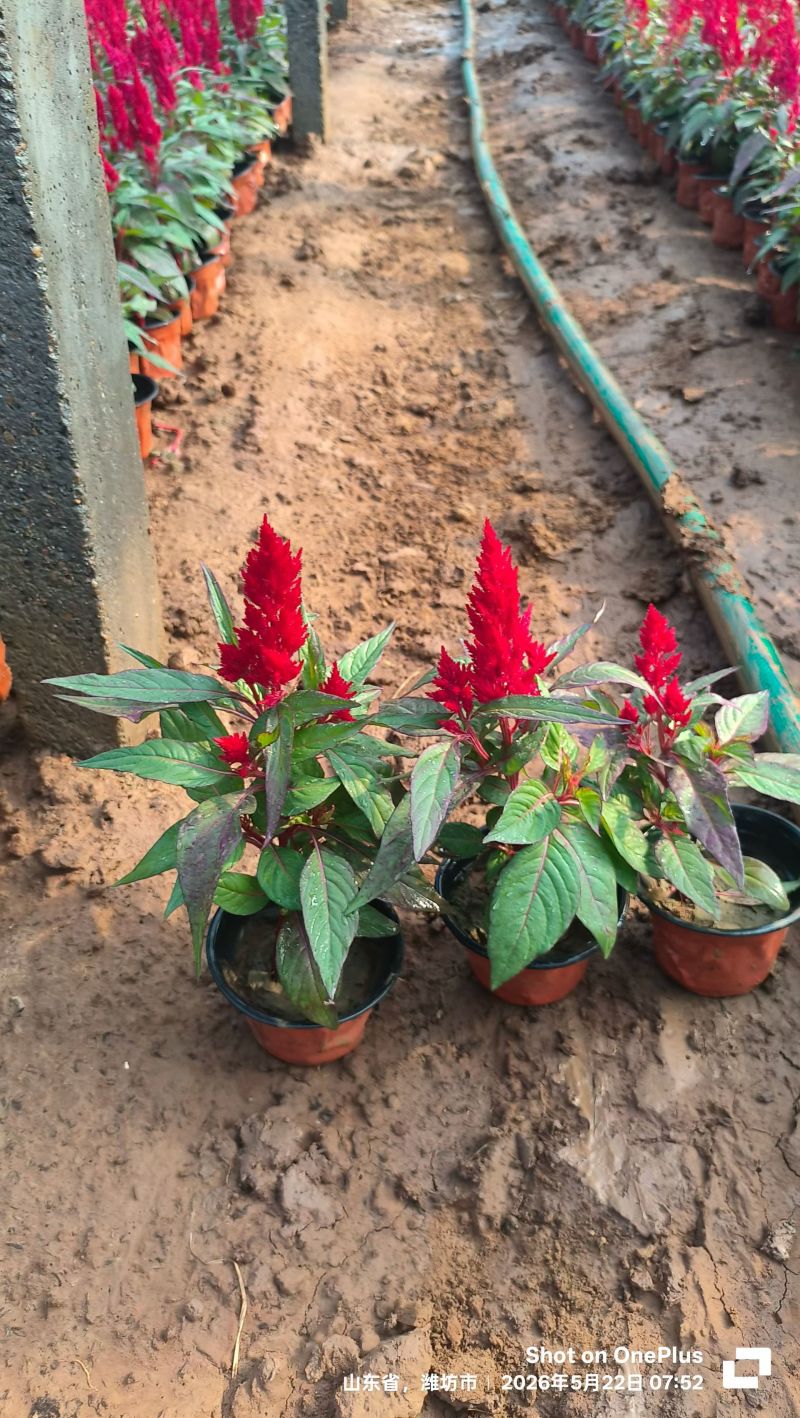 100万一串红基地直发，时令草花，绿化花卉租摆