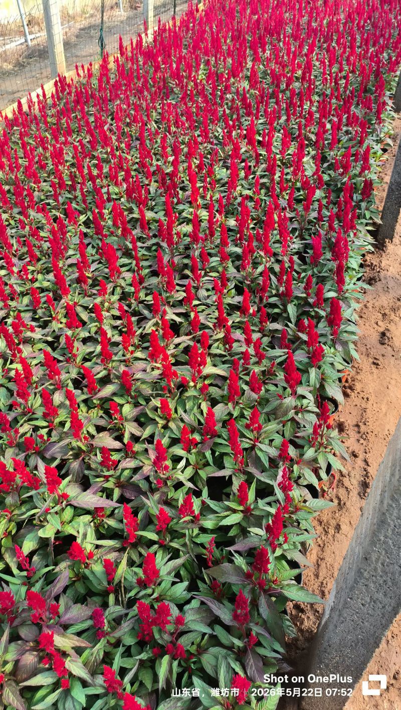 100万一串红基地直发，时令草花，绿化花卉租摆