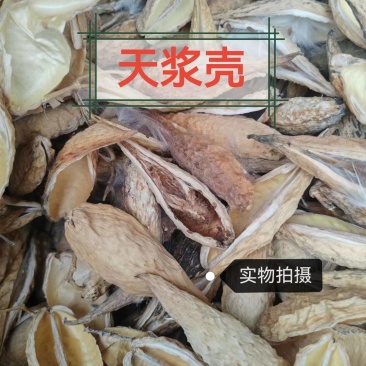 天浆壳中药材正品天浆壳干净无硫品质保证天浆壳