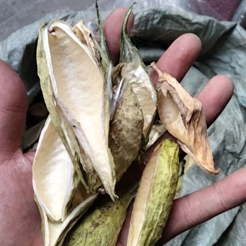 天浆壳中药材正品天浆壳干净无硫品质保证天浆壳