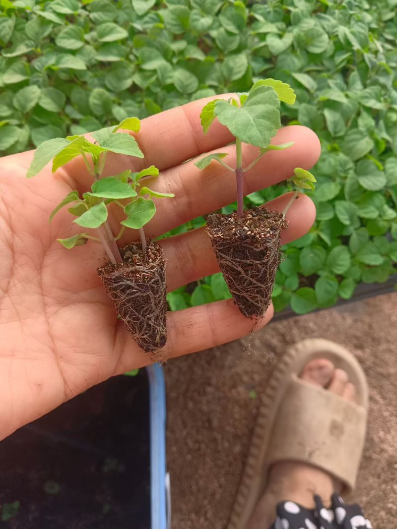 一串红穴盘苗大量供应，串红基地直发