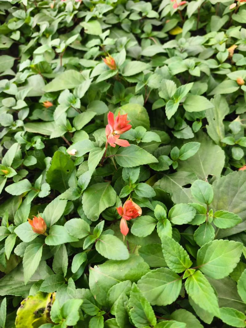 一串红穴盘苗大量供应，串红基地直发