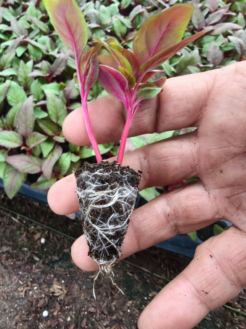 一串红穴盘苗大量供应，串红基地直发