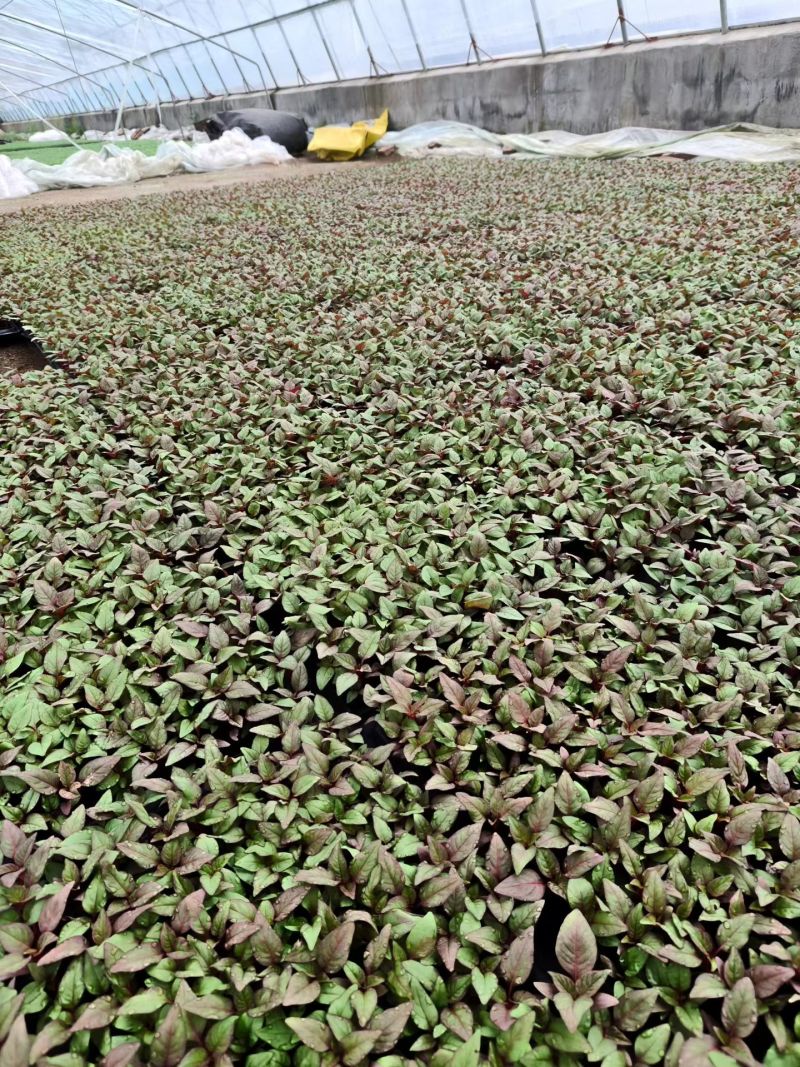 一串红穴盘苗大量供应，串红基地直发