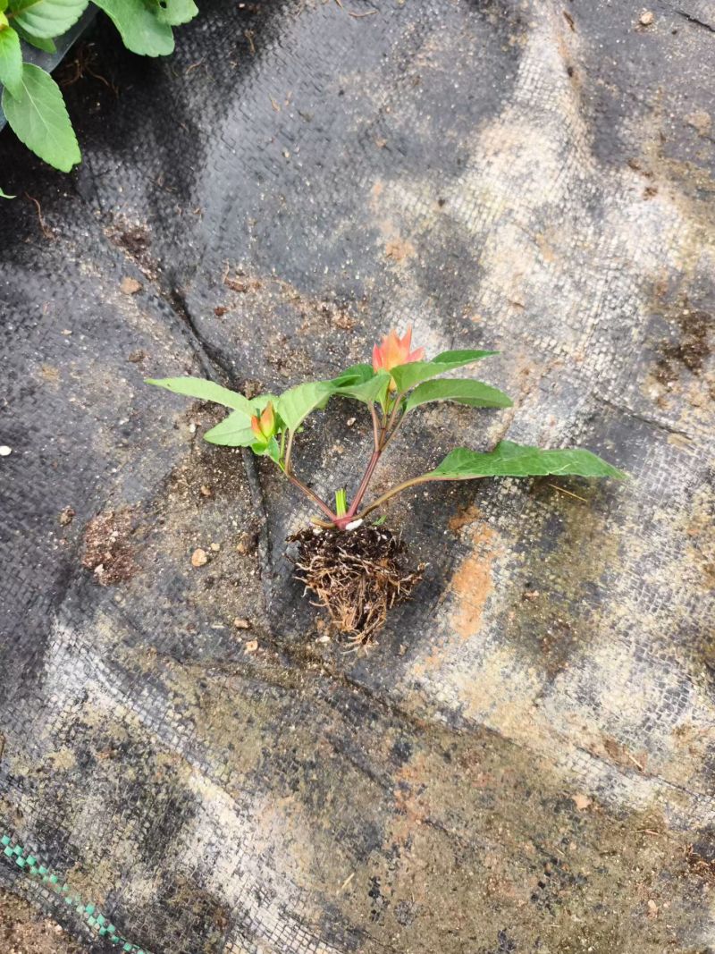 一串红穴盘苗大量供应，串红基地直发
