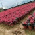 100万四季海棠基地直发，绿化租摆供应