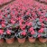 100万四季海棠基地直发，绿化租摆供应