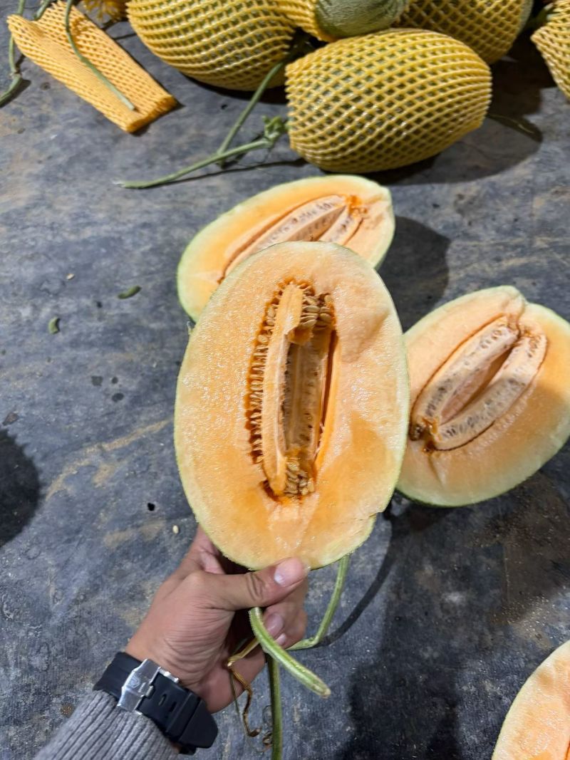 海南哈密瓜小蜜25号皮薄肉厚糖度高保存时间长
