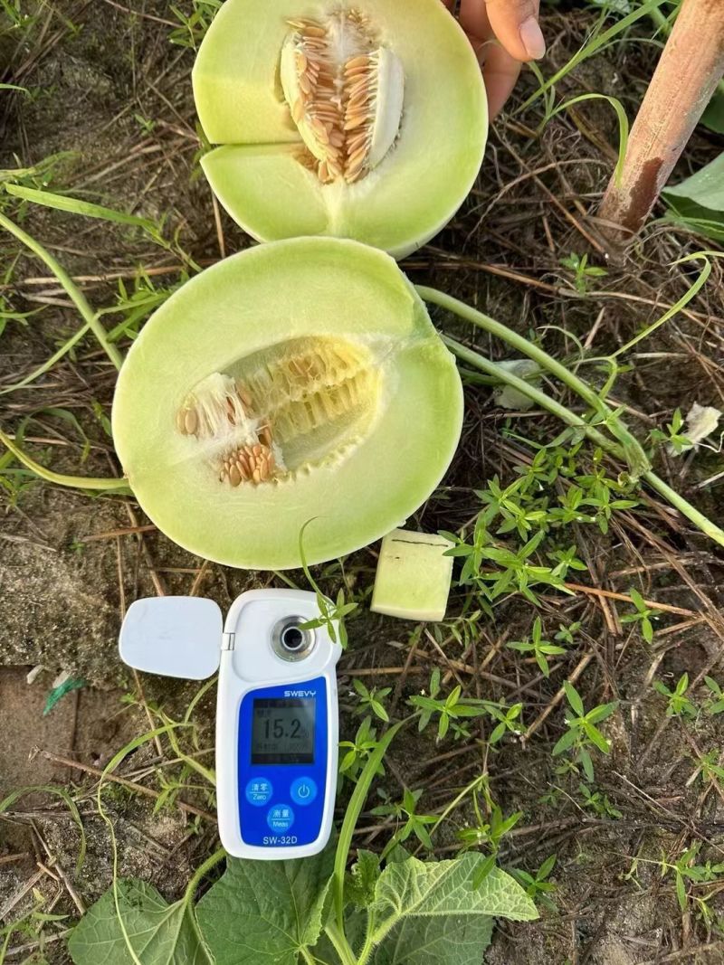 海南哈密瓜小蜜25号皮薄肉厚糖度高保存时间长