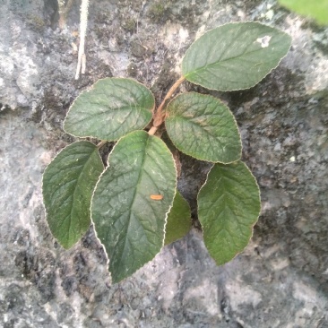 石上莲，软肝草