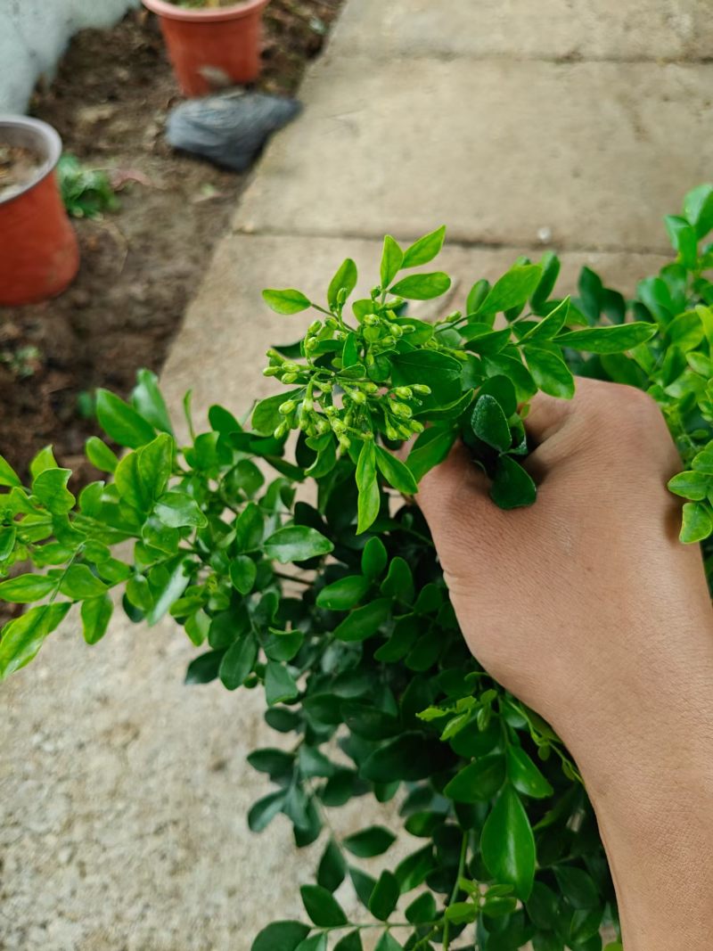 优质千里香基地直发，带花苞发货，支持视频实地看货
