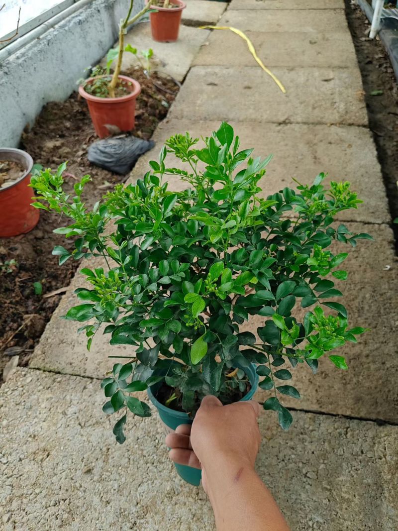 优质千里香基地直发，带花苞发货，支持视频实地看货