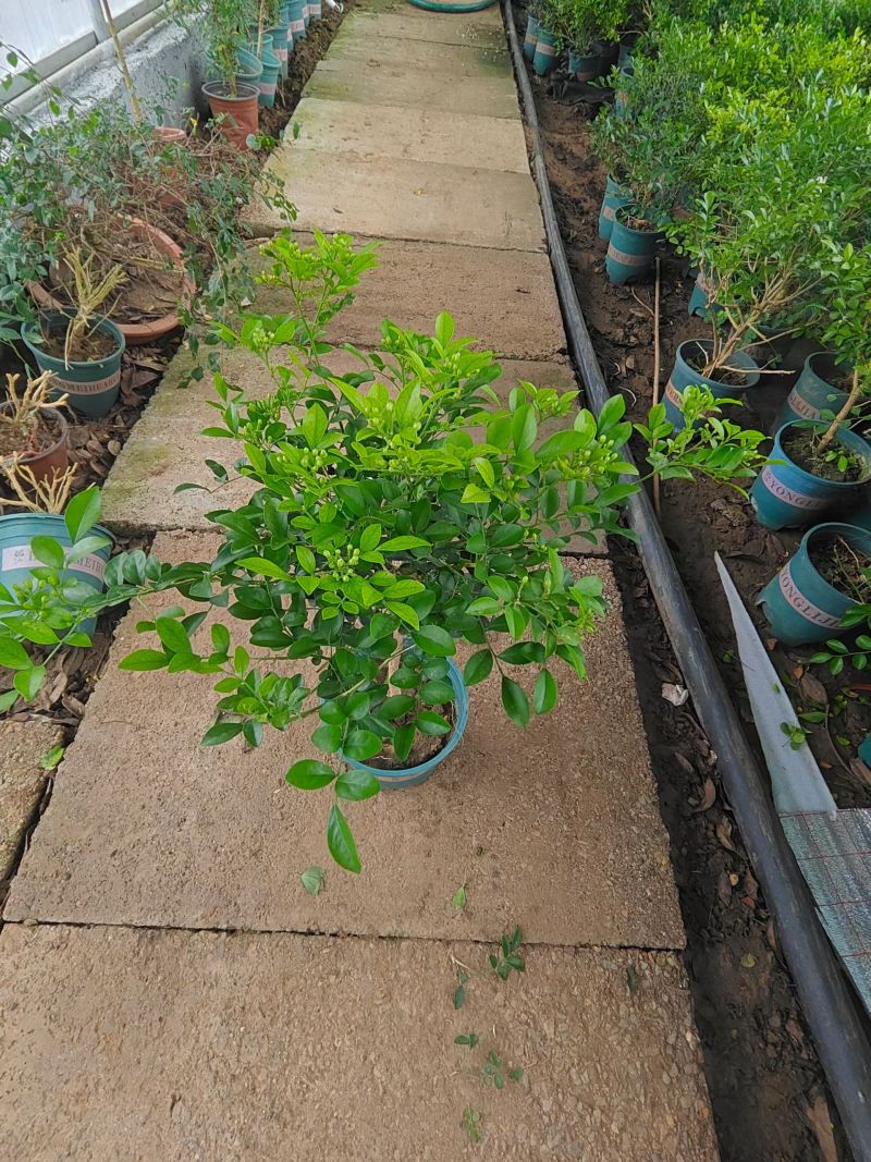 优质千里香基地直发，带花苞发货，支持视频实地看货