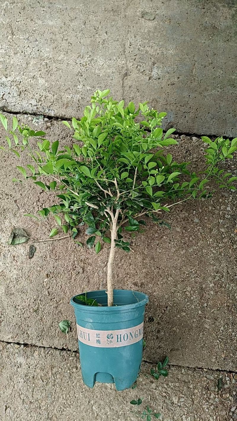 优质千里香基地直发，带花苞发货，支持视频实地看货