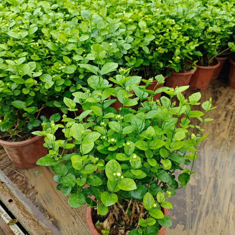 优质茉莉花基地批发，带花苞，棵子大，支持视频实地看货