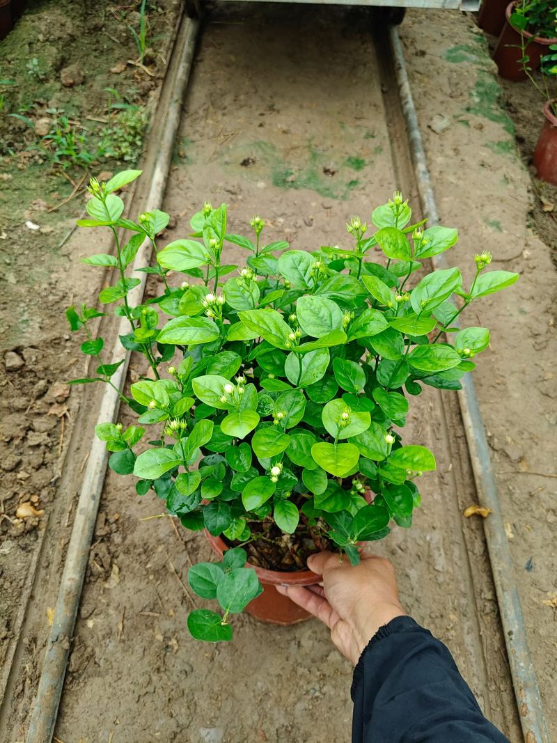 优质茉莉花基地批发，带花苞，棵子大，支持视频实地看货
