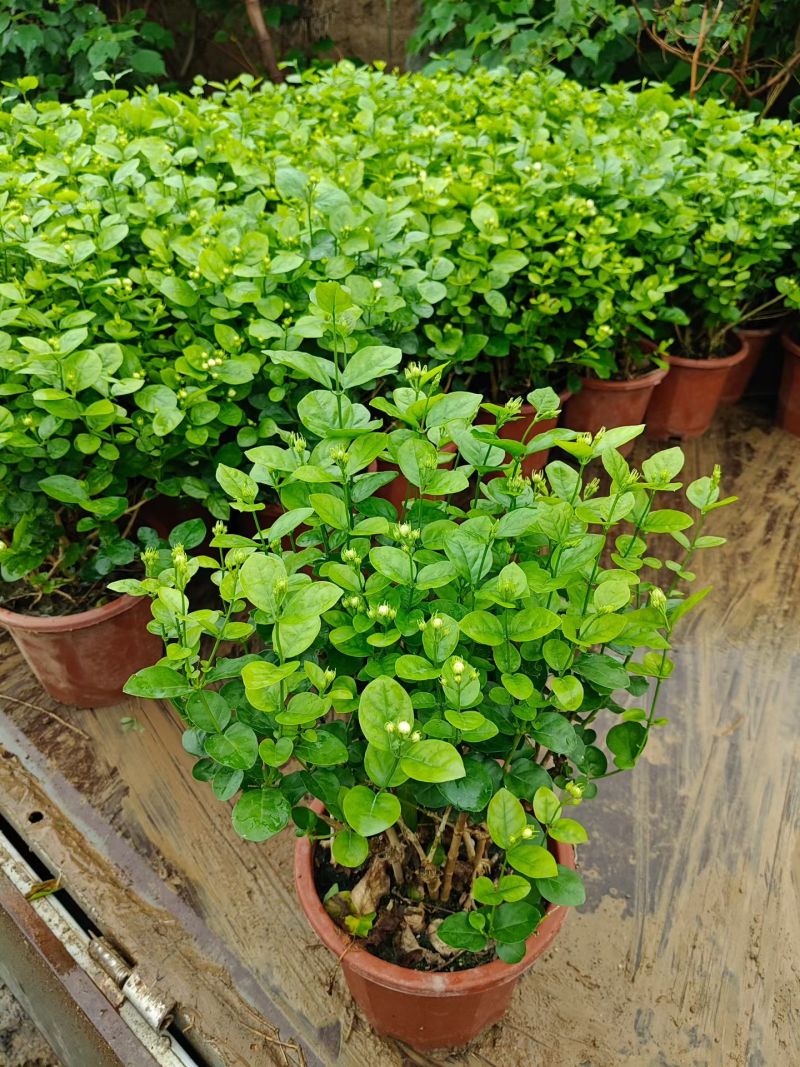 优质茉莉花基地批发，带花苞，棵子大，支持视频实地看货