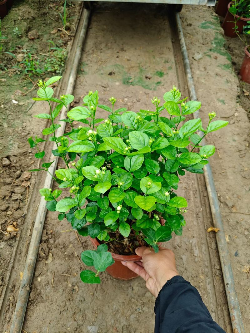 优质茉莉花基地批发，带花苞，棵子大，支持视频实地看货