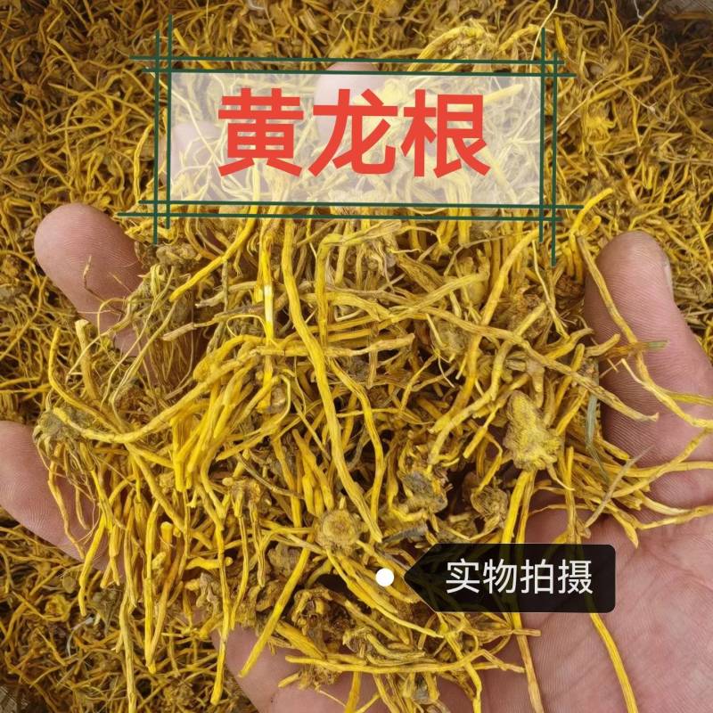 黄龙根中药材雪山黄龙根干净无硫品质保证黄龙根