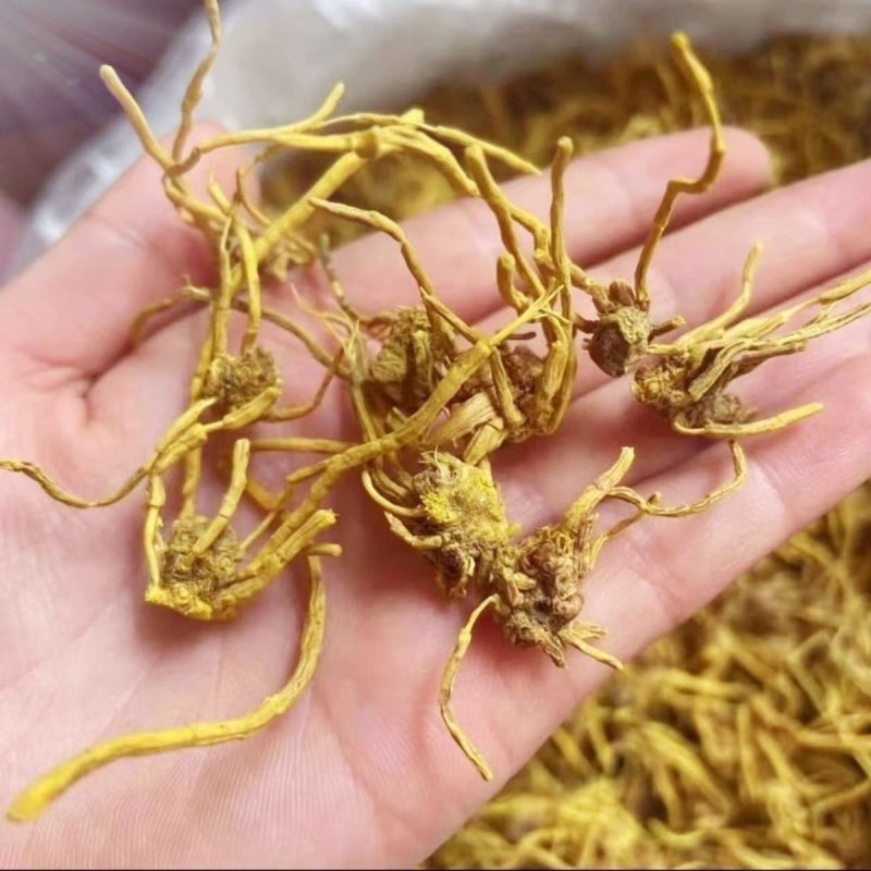 黄龙根中药材雪山黄龙根干净无硫品质保证黄龙根