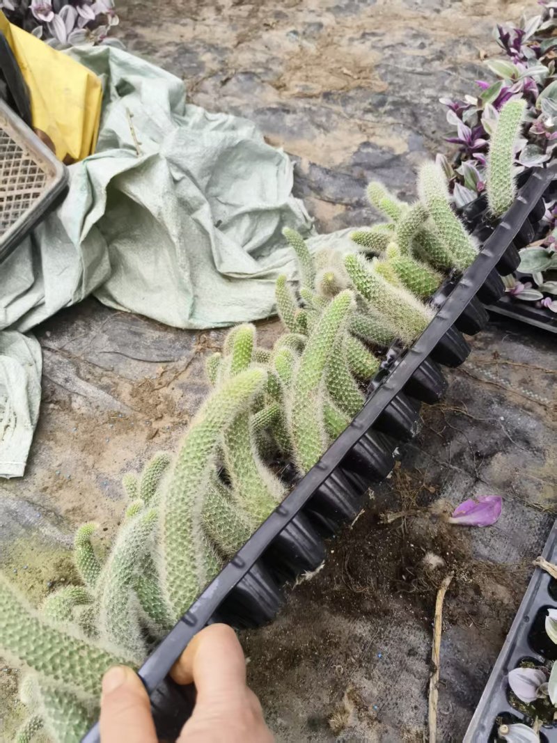 九尾狐穴盘苗基地直发，支持视频实地看货