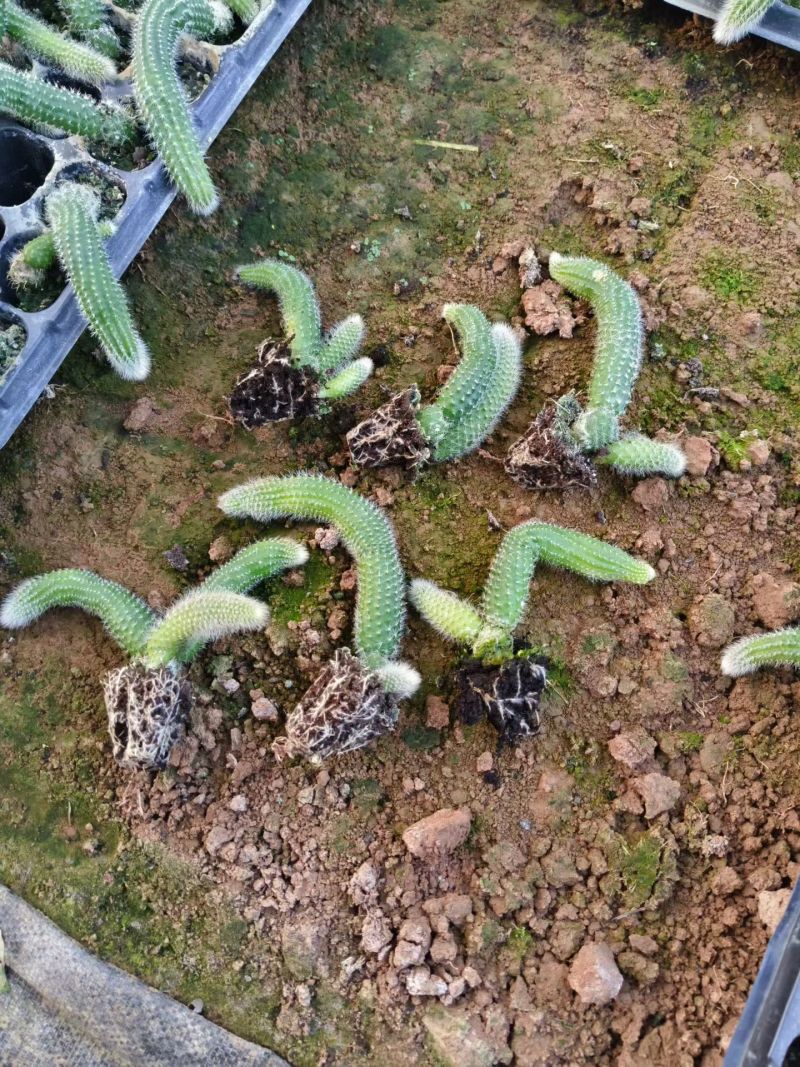 九尾狐穴盘苗基地直发，支持视频实地看货