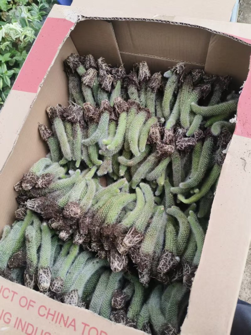 九尾狐穴盘苗基地直发，支持视频实地看货