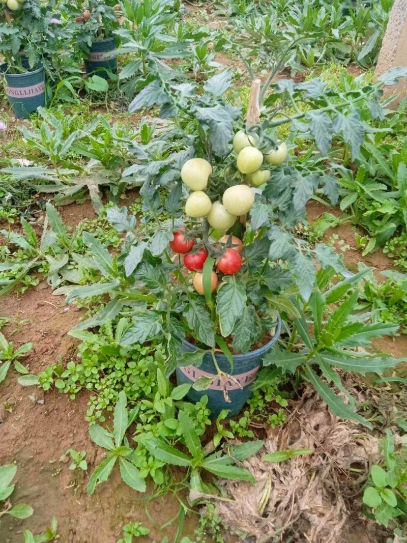 圣女果小柿子盆栽，基地直发，都挂果。