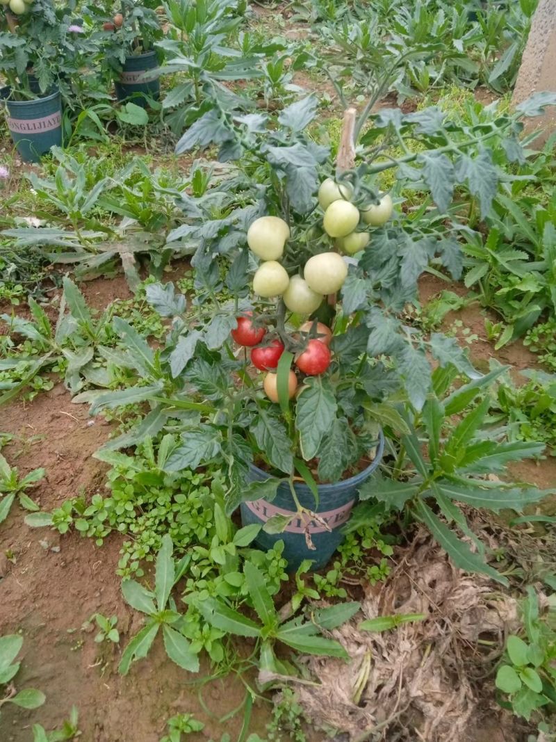 圣女果小柿子盆栽，基地直发，都挂果。