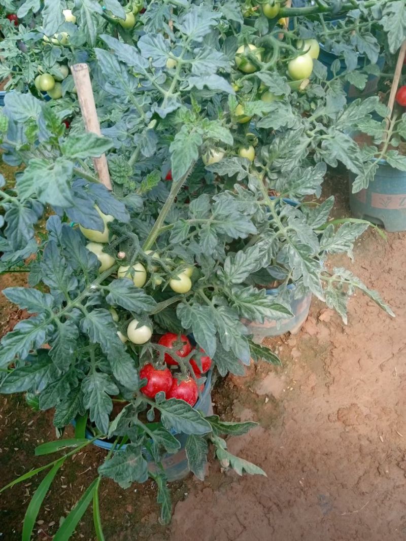 圣女果小柿子盆栽，基地直发，都挂果。
