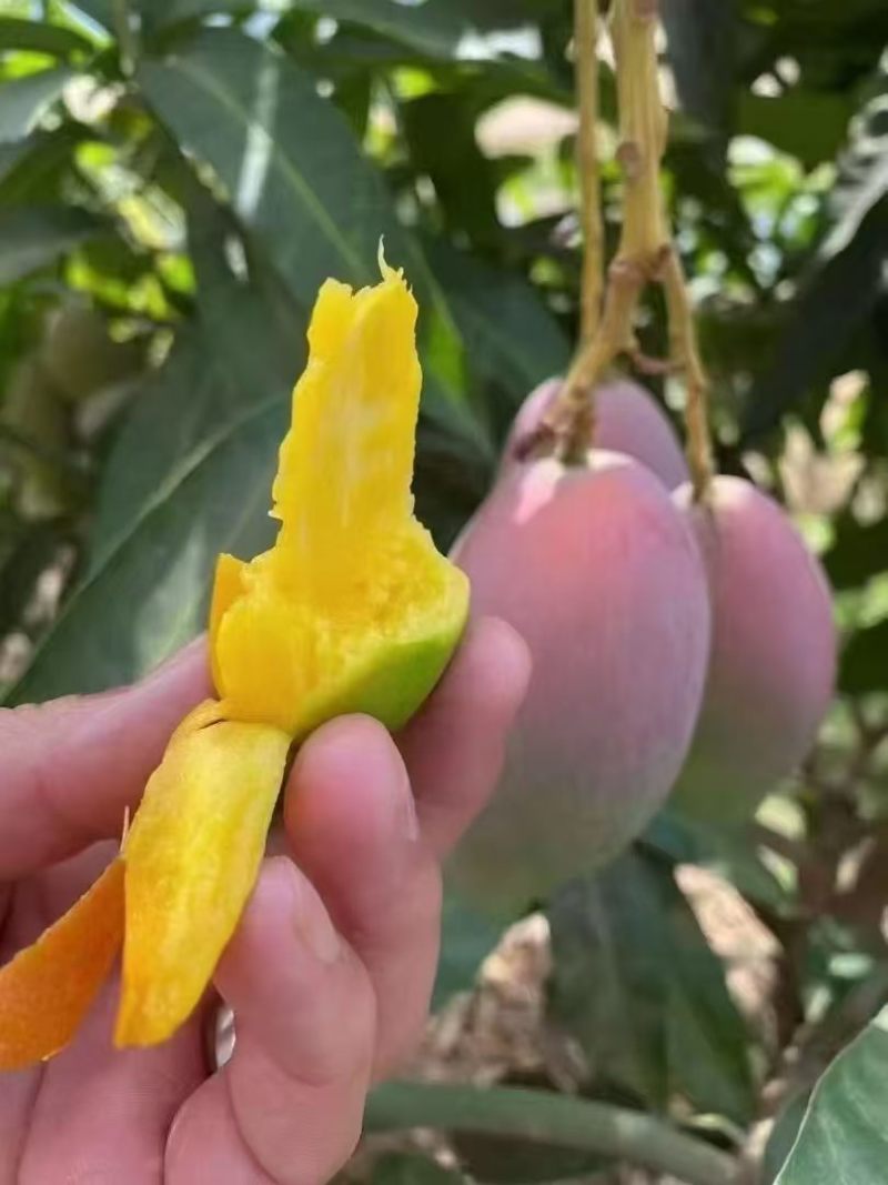 广西贵妃芒果大量上市中，支持线上线下一件代发品质保证