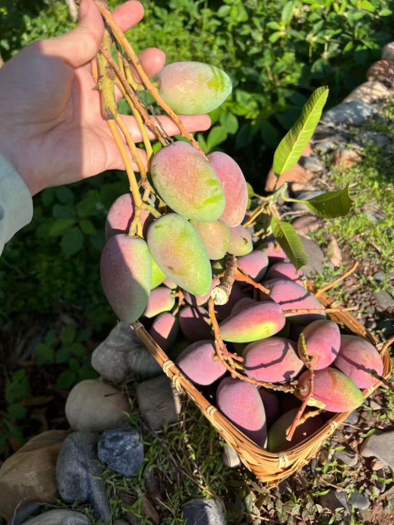 广西贵妃芒果大量上市中，支持线上线下一件代发品质保证