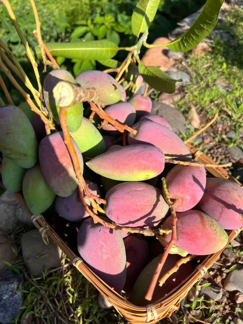 广西贵妃芒果大量上市中，支持线上线下一件代发品质保证